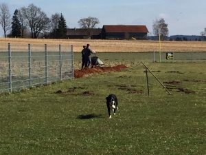 Der Hund heißt Amy.